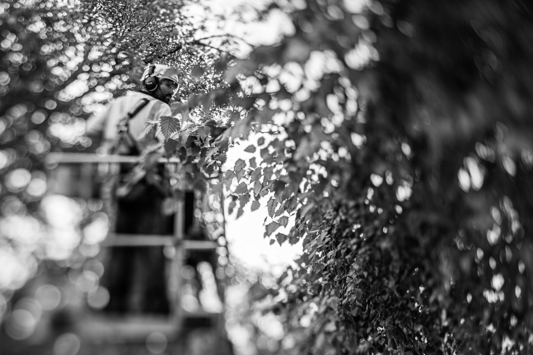 Jeremy Grasela inspects tree limbs for cutting